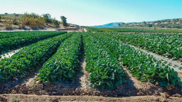 Sustentabilidade e Meio Ambiente: pesquisa aponta dificuldades do produtor rural brasileiro