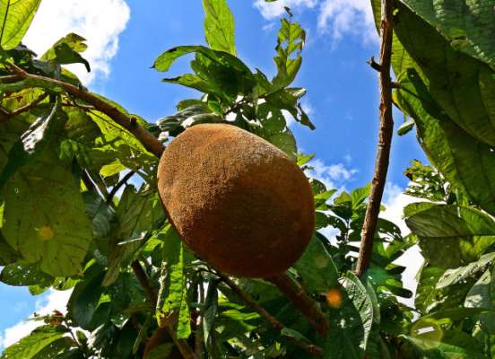 Bioeconomia pode gerar renda e combater pobreza na Amazônia