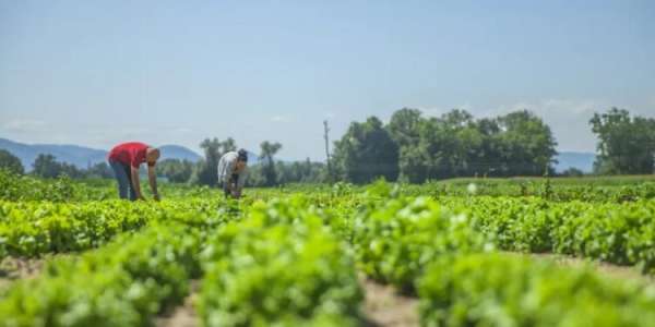 Agro alerta Lula sobre riscos para bioinsumos com burocracia da lei