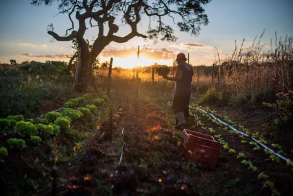 Alimentos orgânicos e agroecológicos ganham só 0,02% dos créditos da agricultura familiar