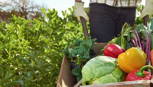 Só 4% dos recursos para combater mudanças climáticas vão para agricultura e ações contra desmatamento