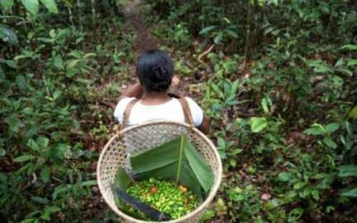 Programa Nacional de Florestas Produtivas apoia a agricultura familiar para a recuperação de áreas degradadas