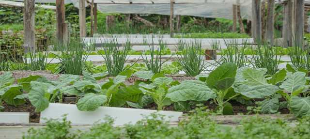 Roraima cria selo da agricultura familiar